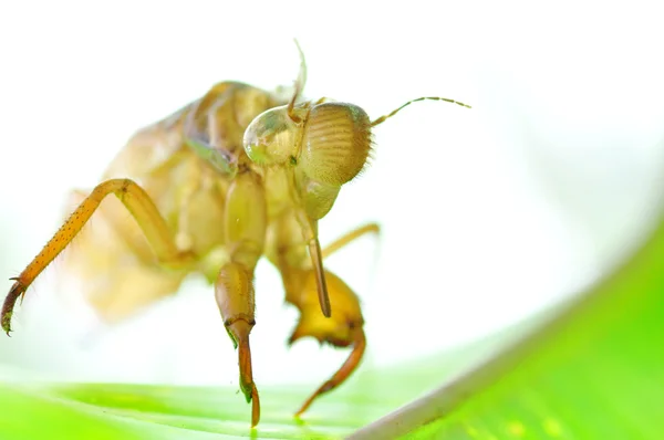 Shedded Skin of a Praying Mantis — Stock Photo, Image