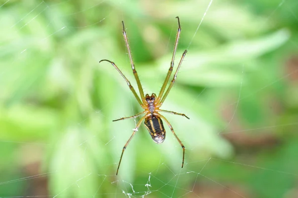 orb weaver portresi