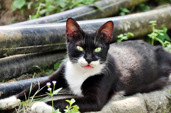 Portrait of a Black Cat — Stock Photo, Image