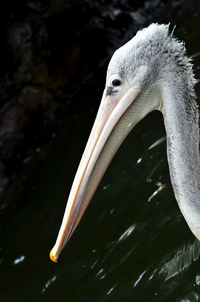 Porträtt av en pelikan — Stockfoto