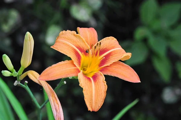An Orange Flower — Stock Photo, Image