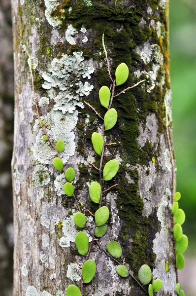 Una pianta rampicante — Foto Stock