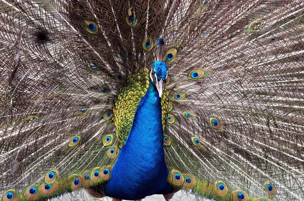 Tavus kuşu portresi