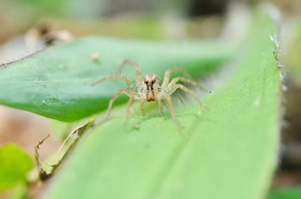 Retrato de una araña lobo —  Fotos de Stock