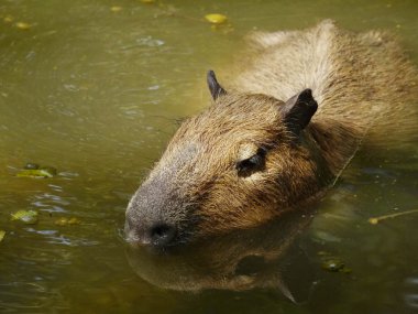 bir Capibara portresi