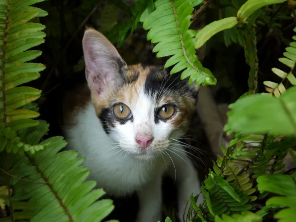 Portrait of a Kitten — Stock Photo, Image