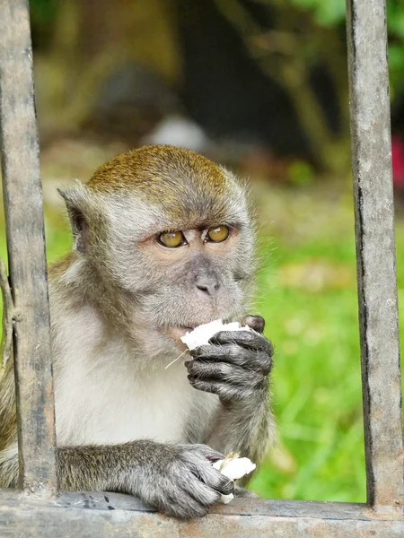 Monkey Eating a Coconut — Stock Photo, Image
