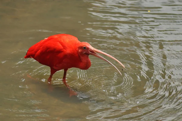 Portret van een rode ibis — Stockfoto