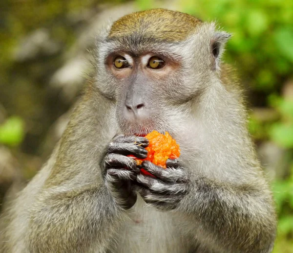 Hint pasta yiyen maymun portresi