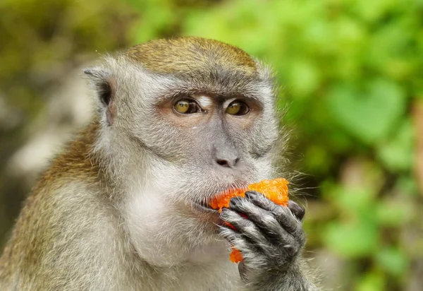 Portrait of a Monkey Eating Indian Pastry — Stock Photo, Image