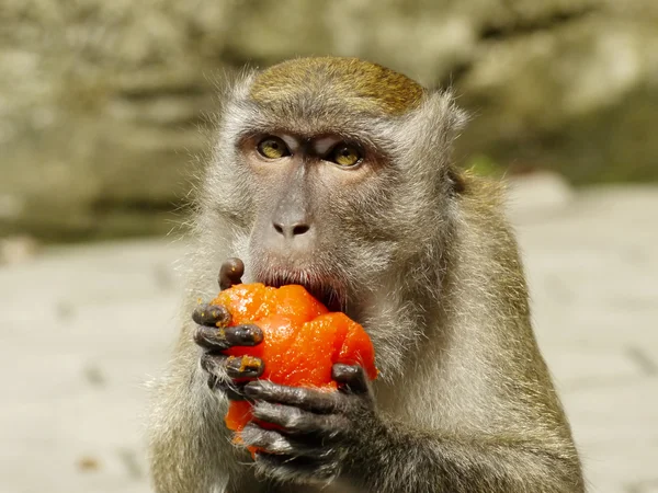 Hint pasta yiyen maymun portresi