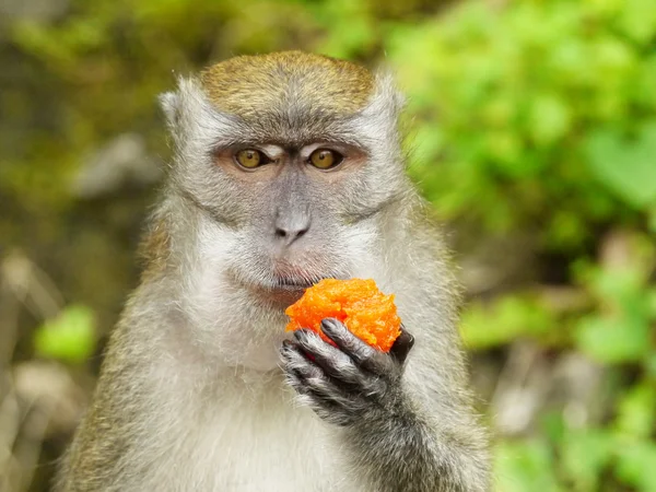 Portrait of a Monkey Eating Indian Pastry — Stock Photo, Image