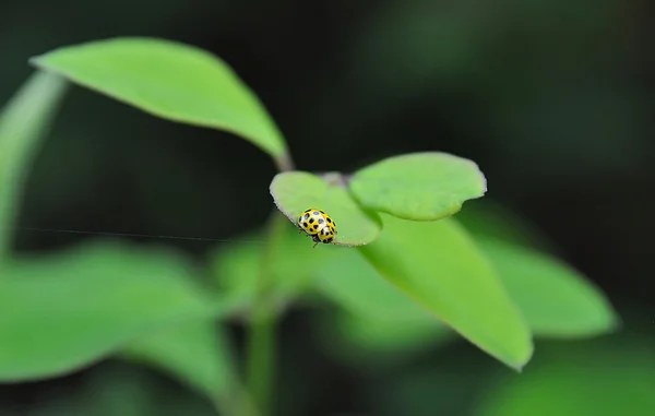 Sarı hanımefendi böcek