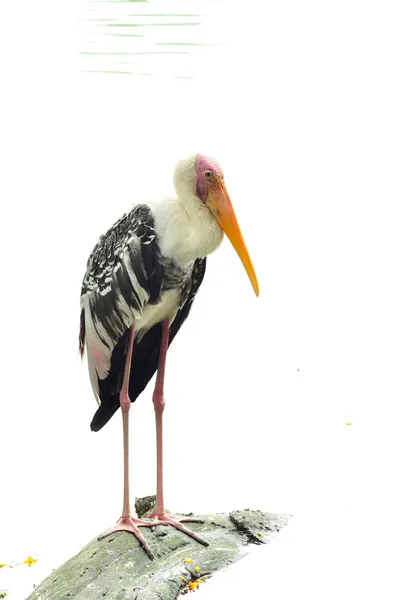 Retrato de una cigüeña lechosa —  Fotos de Stock