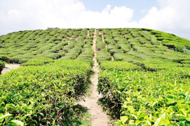 çay tarlaları cameron highlands, pahang, Malezya