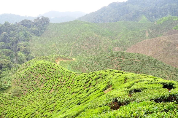 Tea Plantations at Cameron Highlands, Pahang, Malaysia — Stock Photo, Image
