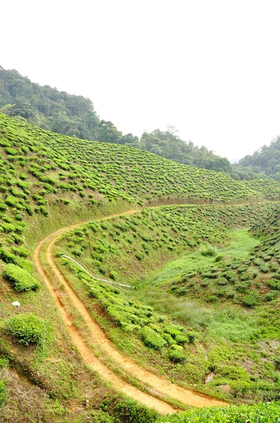 Tea Plantations at Cameron Highlands, Pahang, Malaysia — Stock Photo, Image