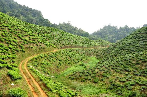 Tea Plantations at Cameron Highlands, Pahang, Malaysia — Stock Photo, Image