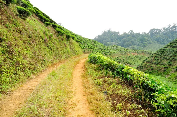 Tea Plantations at Cameron Highlands, Pahang, Malaysia — Stock Photo, Image