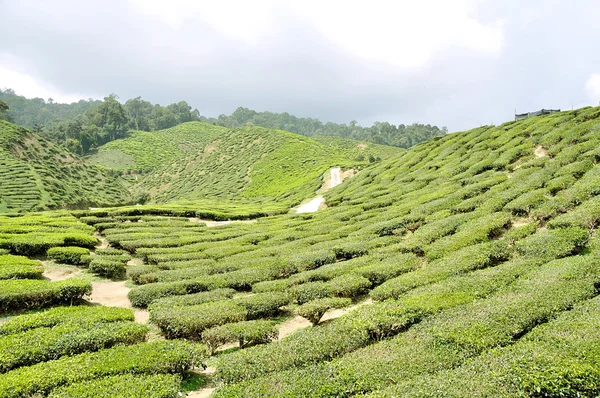 Čajové plantáže v cameron highlands, pahang, Malajsie — Stock fotografie