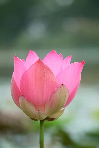 pembe nilüfer çiçeği