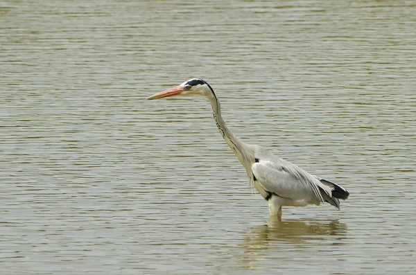 Porträtt av en great blue heron — Stockfoto