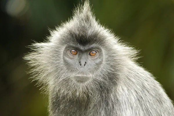 Portrait of a Silver Leaf Monkey — Stock Photo, Image