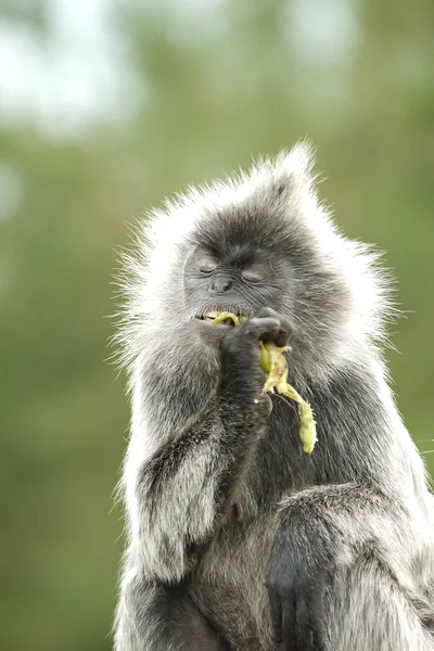 Portrait of a Silver Leaf Monkey — Stock Photo, Image
