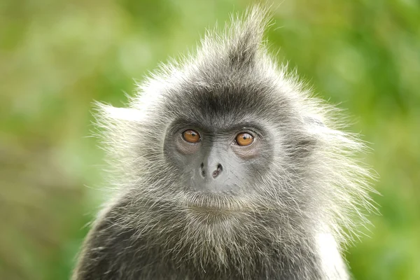 Portrait of a Silver Leaf Monkey — Stock Photo, Image