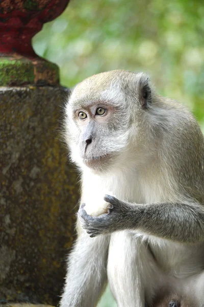 Portrait of a Monkey — Stock Photo, Image