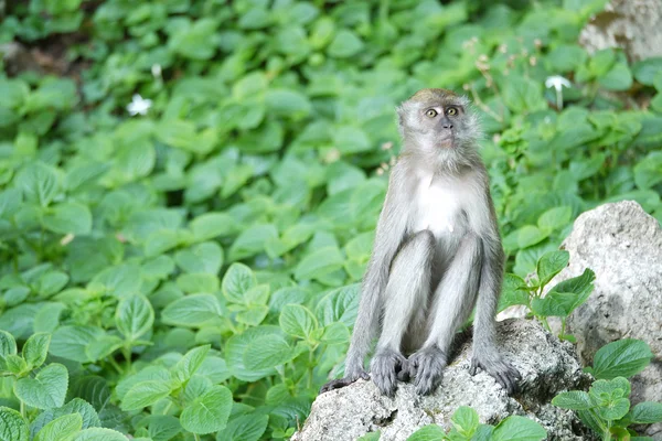 Portrait of a Female Monkey — Stock Photo, Image
