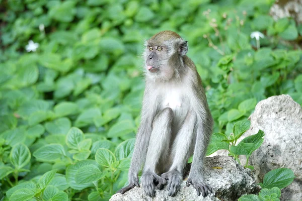 Porträt eines weiblichen Affen — Stockfoto