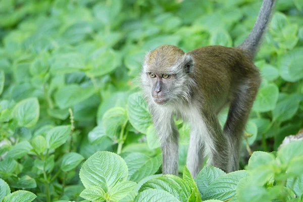 Portrait of a Female Monkey — Stock Photo, Image