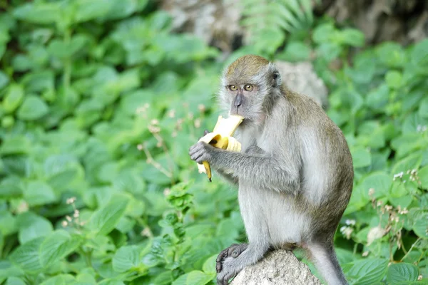 Portrait of a Female Monkey — Stock Photo, Image