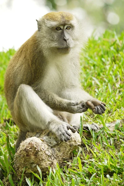 Portrait of a Monkey — Stock Photo, Image