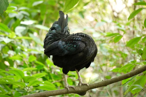 başsız bir kuş portresi
