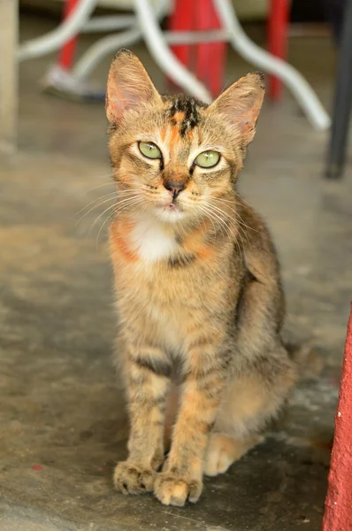 Porträtt av en herrelös katt — Stockfoto