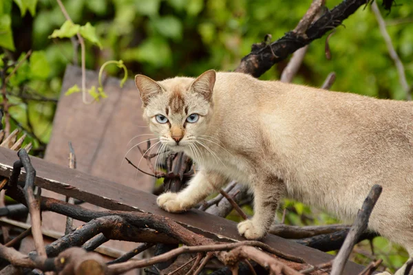 Porträtt av en herrelös katt — Stockfoto