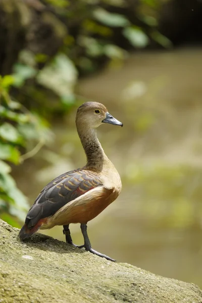 Porträt einer Ente — Stockfoto