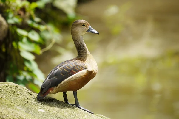 Retrato de um pato — Fotografia de Stock