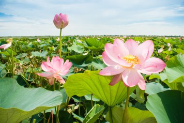 Valley of lotuses clipart