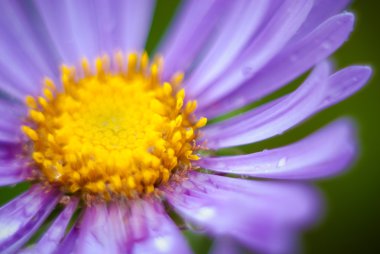 Vahşi çiçek yaprakları ile bulanık