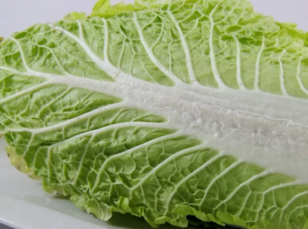 Beijing cabbage, isolated — Stock Photo, Image