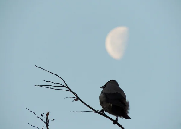 The Crow and the moon