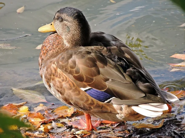 Kachna na břehu — Stock fotografie