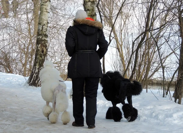 kadın köpek yürüyüş