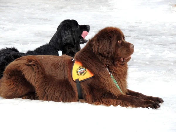 kurtarma köpekleri