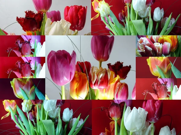 Collage, flowers — ストック写真