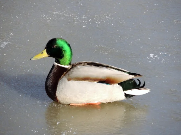 Animais, natureza, aves — Fotografia de Stock