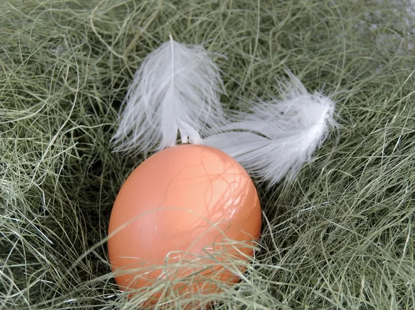 Poner huevo fresco en la paja — Foto de Stock
